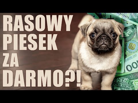 Wideo: Jak Zabrać Psa Rasowego Za Darmo?