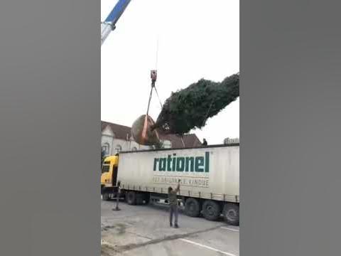 Погрузка голубой ели в фуру 8 метров. Крупномеры 89529838909 - YouTube