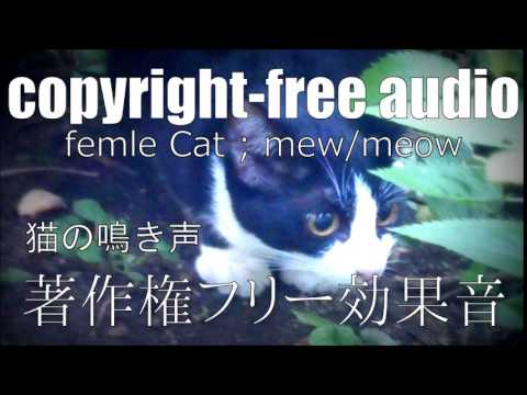 著作権フリー効果音 猫の鳴き声 Youtube