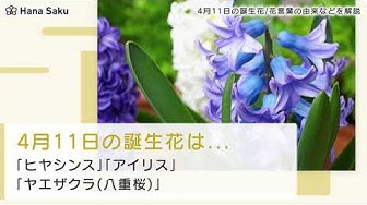 誕生花 Youtube