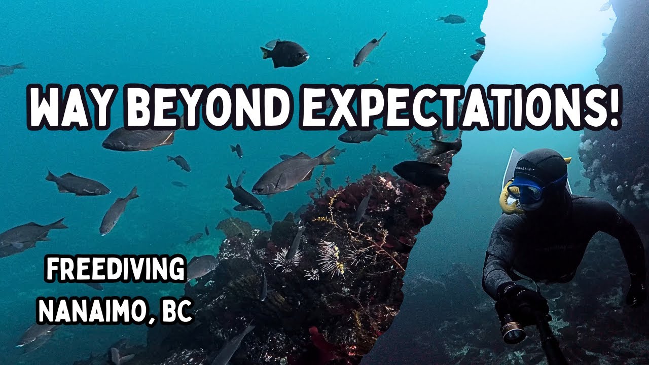 Лучшее погружение в жизни? Остров Ванкувер, Британская Колумбия 🇨🇦 