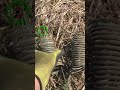 Откопал непонятные спирали  #shorts