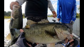 First Time Fishing Clear Lake | 18.45 lbs on Frogs in Under an Hour | Multiple Double Ups!!