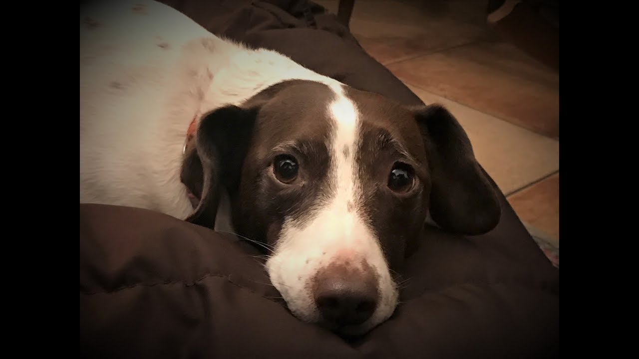 dog puppy sound dog puppy sound