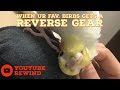 Cockatiels are the best  youtube rewind edition  cockatiel funnys 