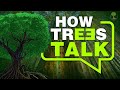 How trees talk