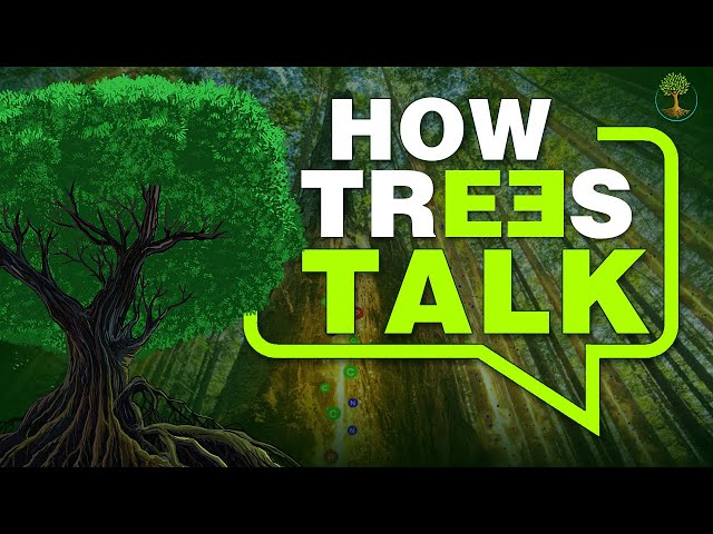 How Trees Talk class=