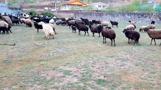 Sheep herd and rural life: visiting the herdsmen and local communities