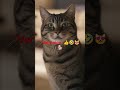 Dog Gets Jealous When Cat Steals His Food 😂🐱 | Funniest Pet Reaction Ever! 🐶