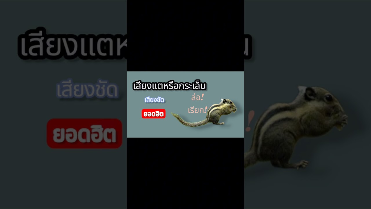 เสียงกระแต