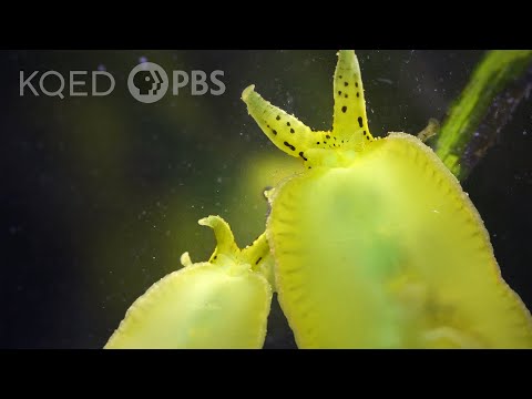 See Sea Slugs Scour Seagrass by the Seashore | Deep Look