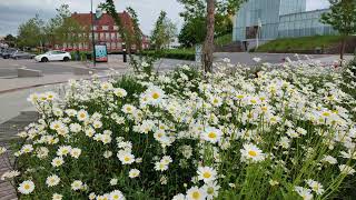 25. maj 2024 Næstved - Kvægtorvet