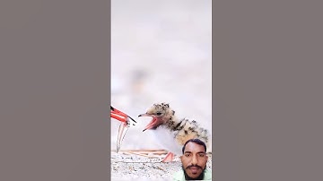 AL-IKHLAS #egzonibrahimi#سورة_الإخلاص #viralvideo #quran #comment #like #ikhlas #fypviralシ#maanvlogs