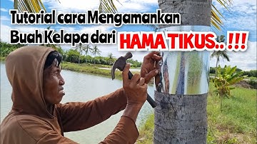 TUTORIAL AGAR BUAH KELAPA TERHINDAR DARI HAMA TIKUS‼️