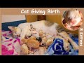 Cat Giving Birth to 8 Kittens | Kucing Melahirkan 8 Anak Kucing | Paw Pawers