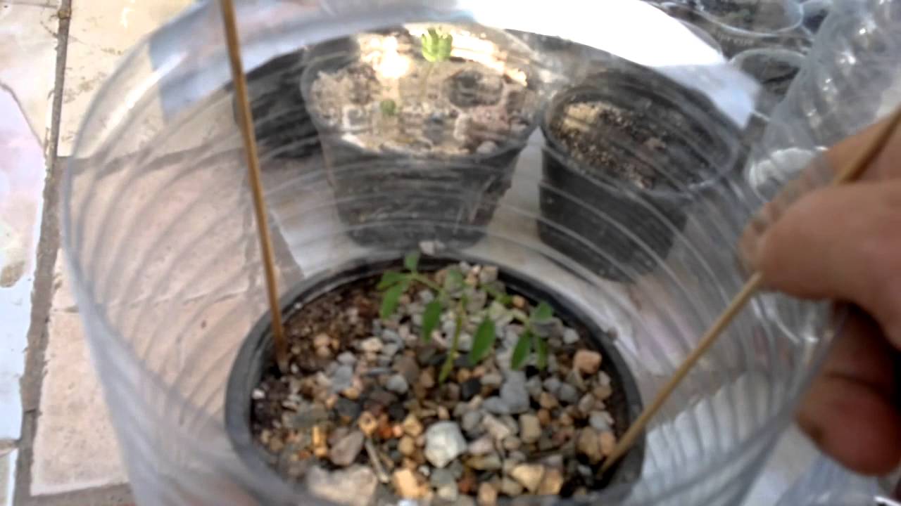 How to germinate & grow Moringa oleifera (Miracle Tree) from seeds