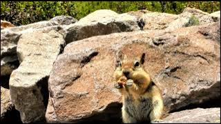 Explore Nature Now Nature Documentaries Wild ANIMAL Squirrell Ardilla Land Rodent 