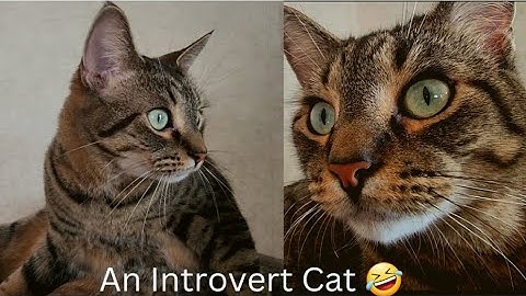 My Introverted Cat🤣 Best Cat Videos will Make you Laugh😂 watch till the End #cat #kitten #cats #cute