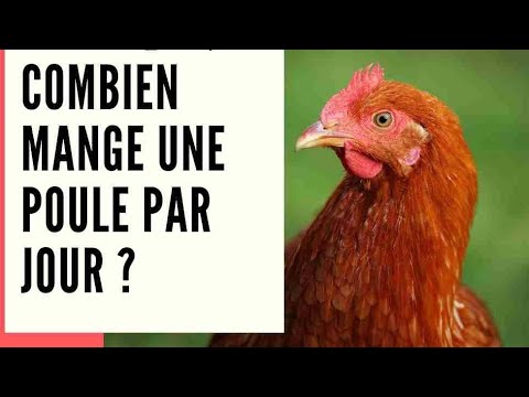 Vidéo: Les poulets de chair doivent-ils manger la nuit ?
