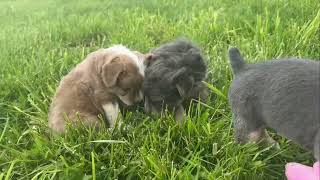 Froodles! First Generation French Bulldog and Poodle mix!