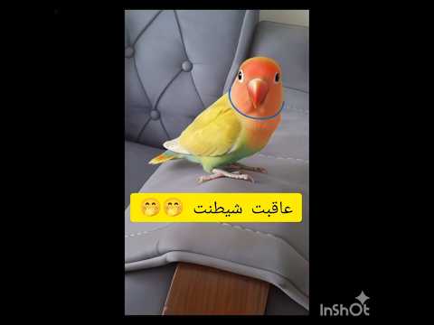 عاقبتت شیطنتت آقاپفک ما    طوطی    گرینچیک