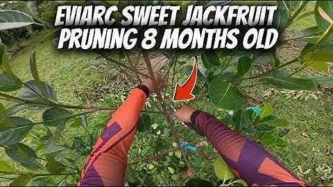 PRUNING 8 MONTHS OLD. EVIARC SWEET JACKFRUIT FARMING.