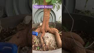 Tamarind Bonsai 2023 | Gerandong Bonsai is ready to prunning viral thebest tamarind bonsai