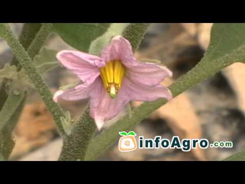 Vidéo: Soin des aubergines à l'envers - Cultiver des aubergines à l'envers