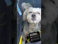 Do you take your dog camping??
