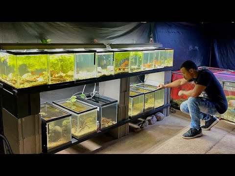 Video: Akvariefisk avl: Hvordan sette opp en gyte tank