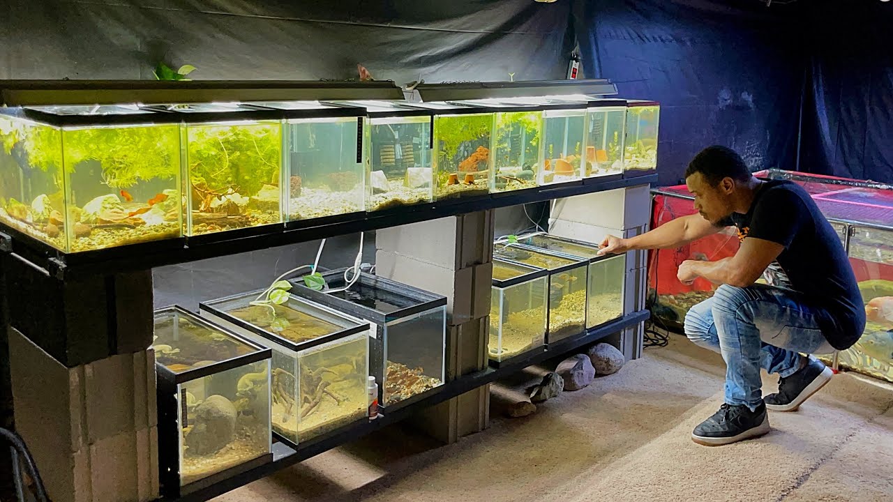 I Setup *NEW* Aquariums For Breeding Tropical Fish! 