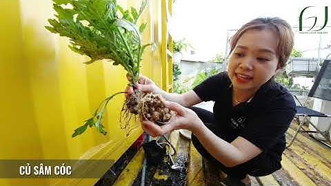 Sâm Cóc trồng chậu trị bách bệnh, đa công dụng , ai cũng có thể trồng