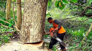 Chainsaw with the loudest sound  husqvarna 395 xp rain tree felling