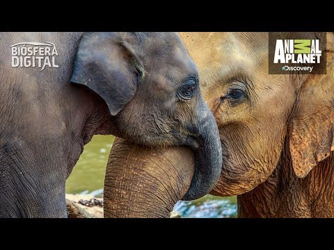 Top 5 de las madres más increíbles del reino animal - Biósfera Digital