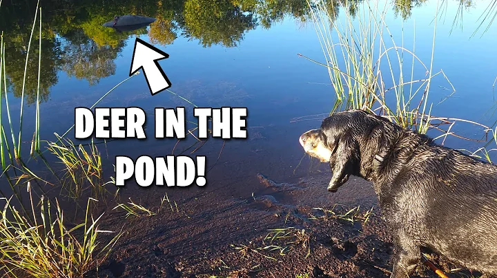Injured Deer Go To Water...But Not Often! - The Ca...