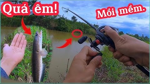 Buổi câu lure cá lóc bằng mồi mềm NFF, lại lên được hugo.