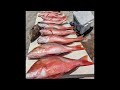 Florida Keys Mutton Snapper Fishing Seminars#florida #fishing #muttonsnapper#islamorada #marathon