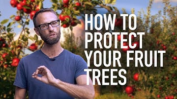 Protecting Your Fruit Trees From Animal Pressure (4 Options)