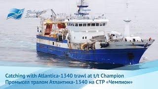 Herring fishing aboard of RSW-trawler Champion - Промысел сельди на борту СТР Чемпион