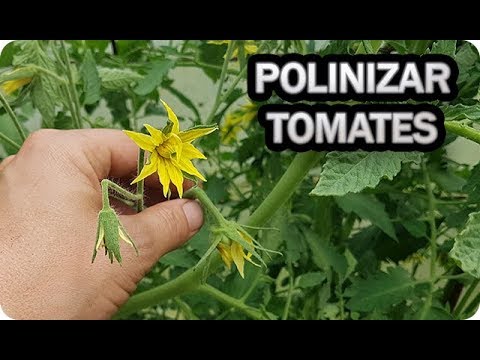 Video: Tomates polinizados a mano: Cómo polinizar plantas de tomate a mano