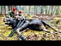 Bull Down! Maine Moose Hunt 2020