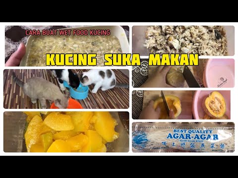 Cara Senang Buat Makanan Kucing Sendiri Di Rumah - Ikan atau Ayam Campur Labu | Kucing Gebu Sihat