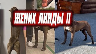 ЖЕНИХ ЛИНДЫ !!! Кияра не узнала меня, чуть не атаковала. Делаем забор с Юрчиком.