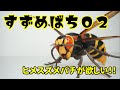 【ガチャ】続！高クオリティ巨大スズメバチ！！ すずめばち02を開封！！