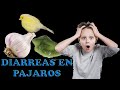 DIARREAS EN Pájaros