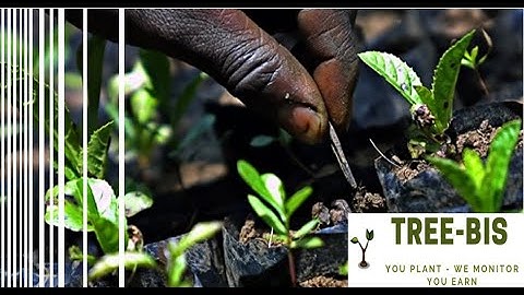 WAZIHUB INNOVATION COMPETITION 2021 | Tree Bis - Crop monitoring