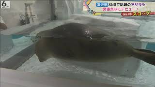 【お披露目】４月に生まれたアザラシ「ミゾレ」ガラス張り水槽に緊張気味？海遊館