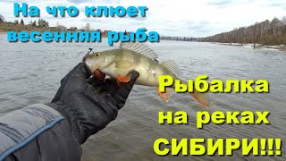 На что клюёт весенняя рыба??? Рыбалка на реках СИБИРИ!!! / HitFish Remol - тест на водоеме /