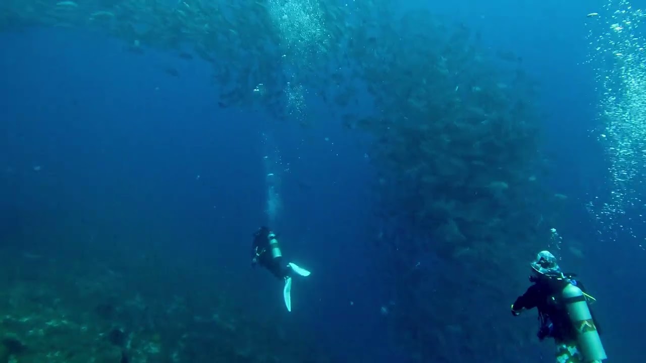 What real recreational scuba divers do - diving in Pamilacan, Bohol-Panglao