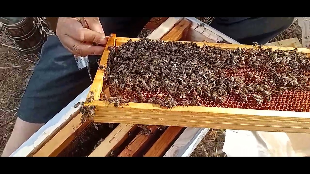 نجاح طريقة انقاد الخلية المكدبة